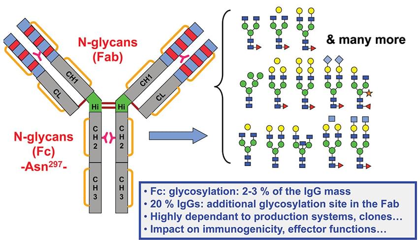 Antibody-Glycoengineering