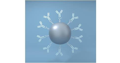 Antibody Magnetic Beads