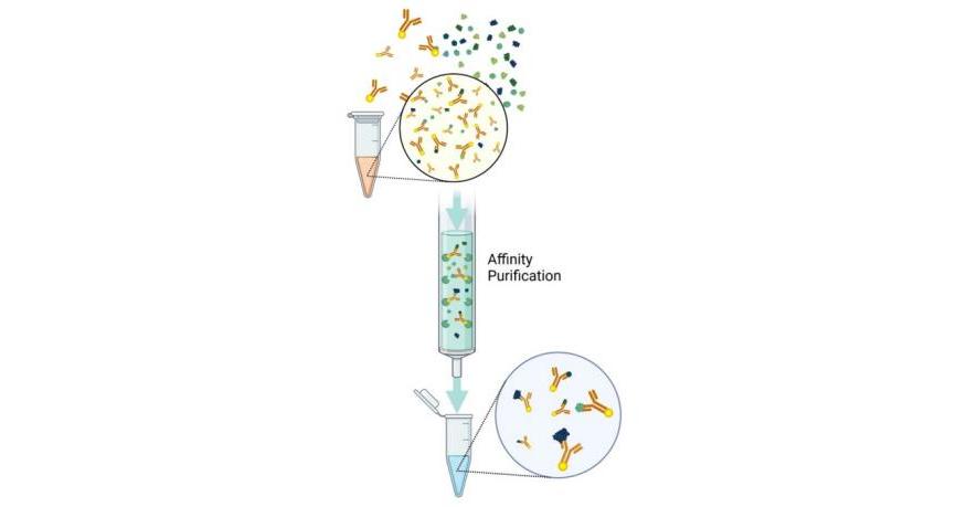 Antibody Purification and Characterization related Products