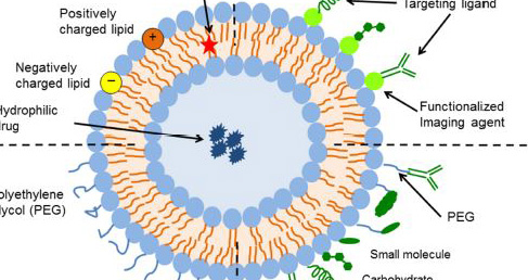 Antibody-coupled Liposome Products