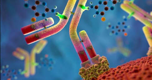 Antibody-drug Conjugate (ADC)