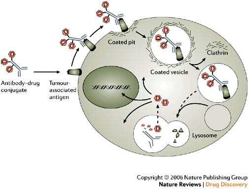 Antibody-drug conjugates production