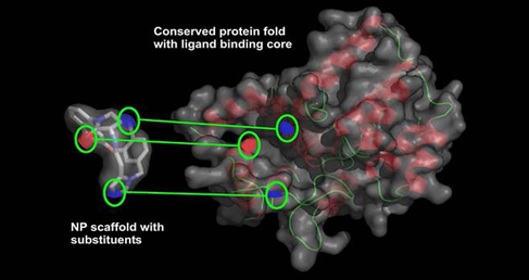 Antibody-like Scaffold Protein