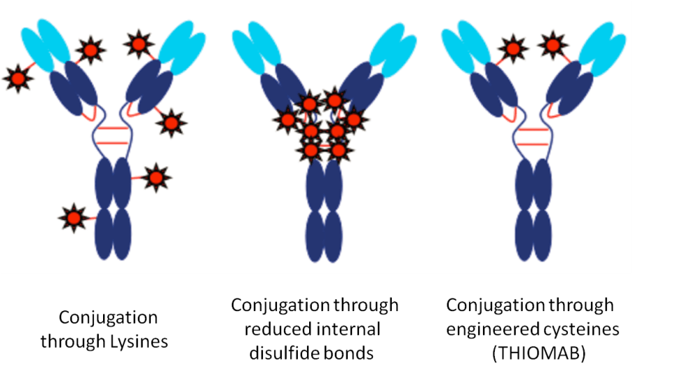 Antibody modification and conjugation