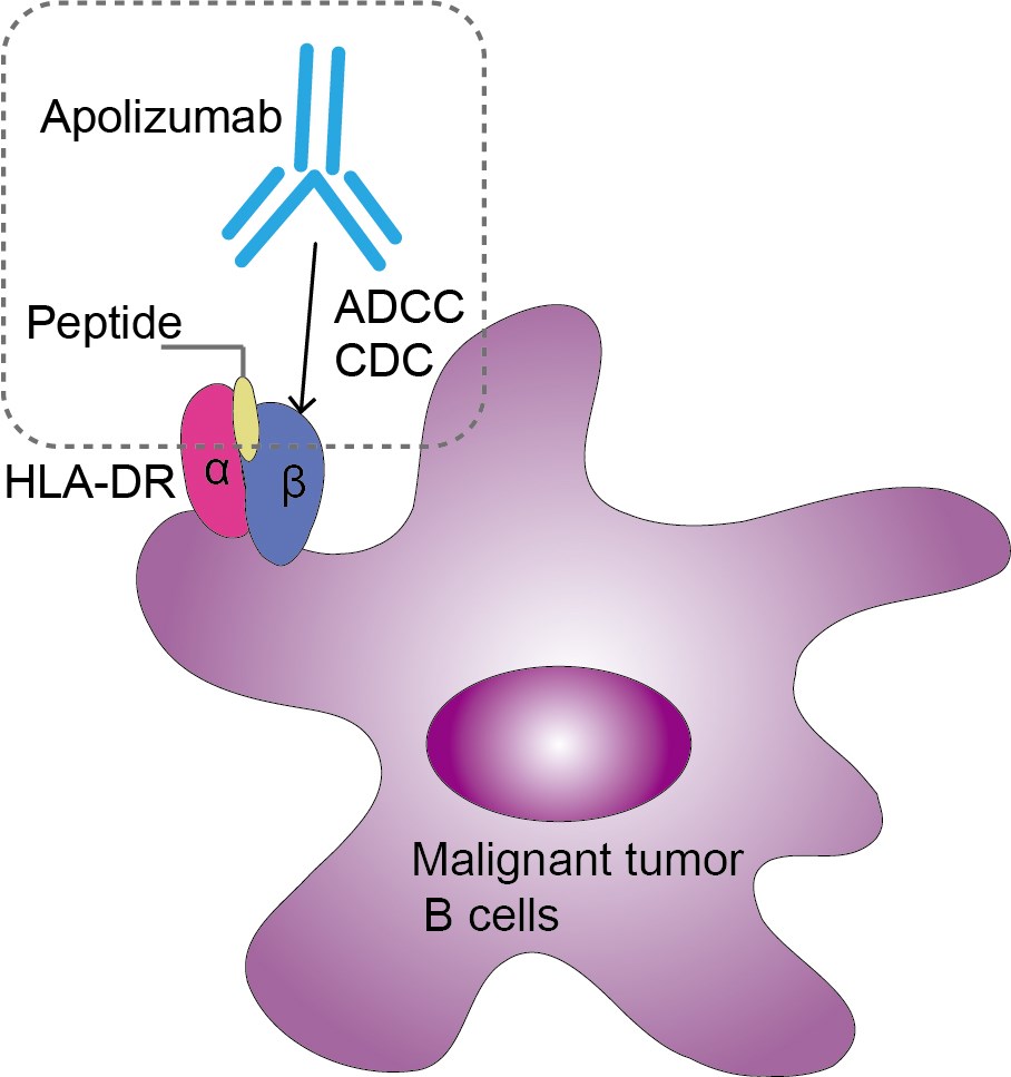 Mechanism of Action of Apolizumab