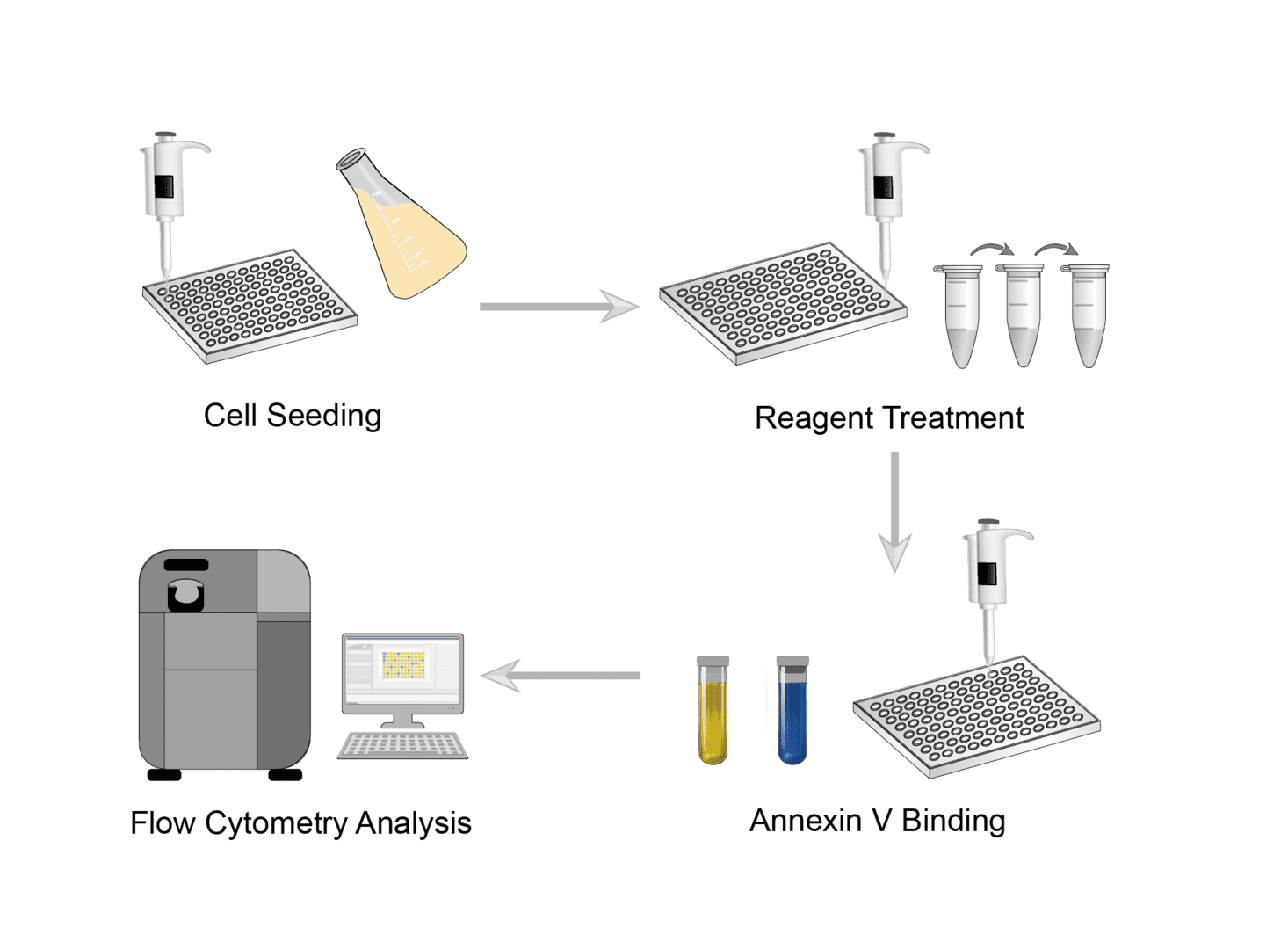 Apoptosis