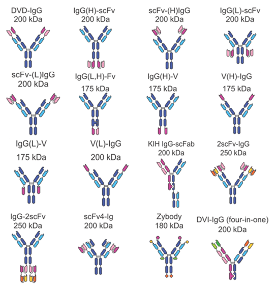 Appended IgGs