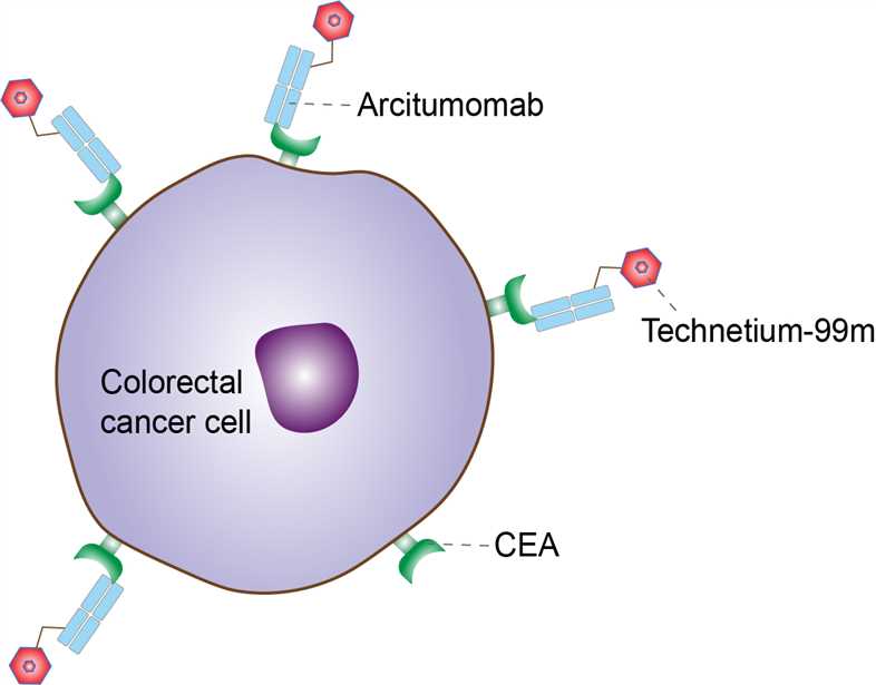 Mechanism of Action of Arcitumomab