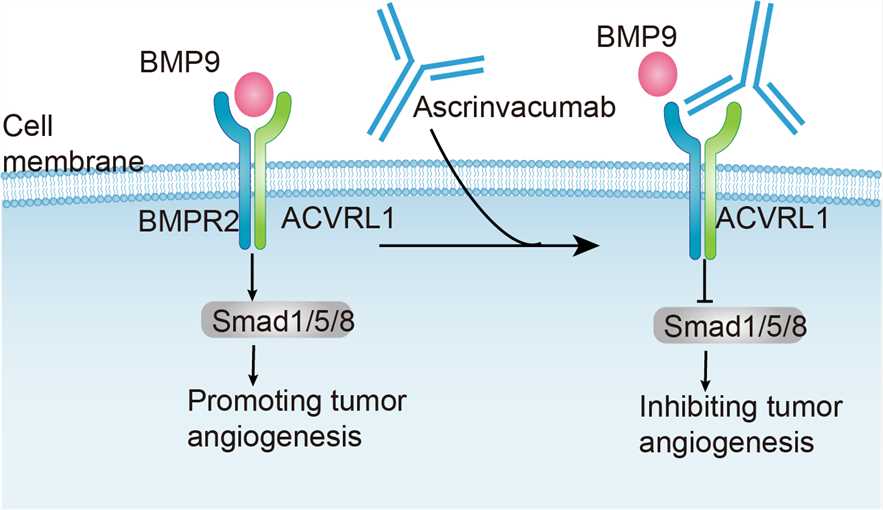 Mechanism of Action of Ascrinvacumab