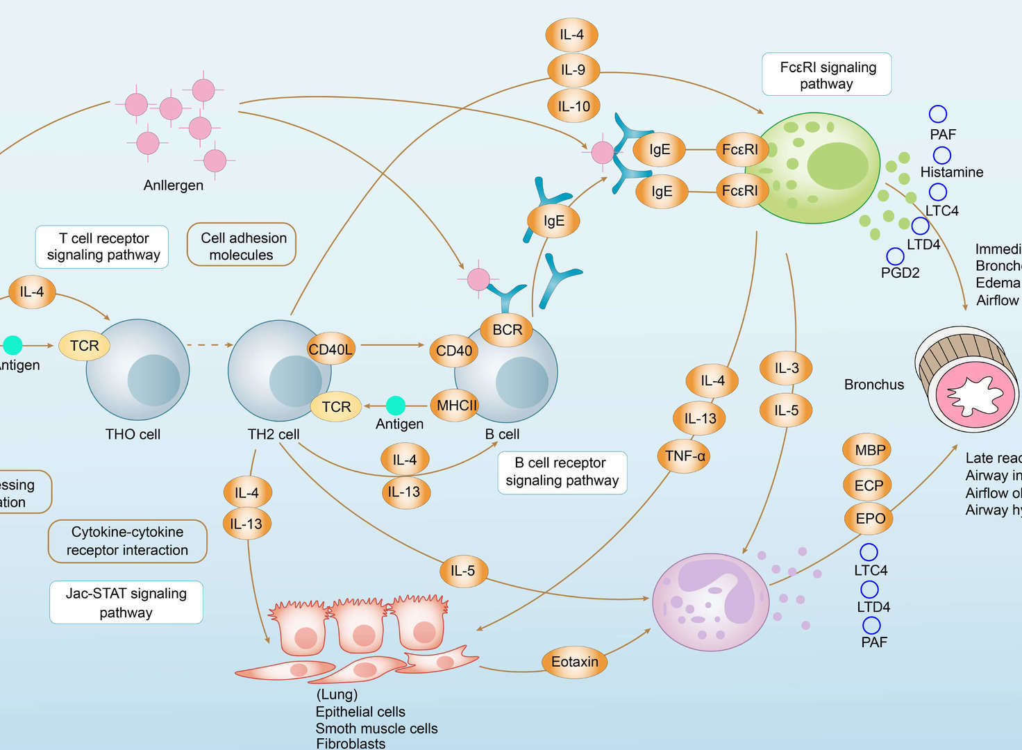 Asthma Overview - Pathways, Diagnosis, Targeted Therapies