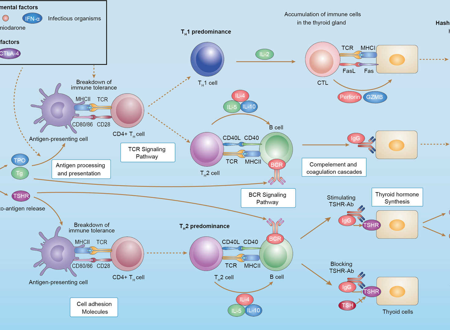 Autoimmune Thyroid Disease Overview - Pathways, Diagnosis, Targeted Therapies