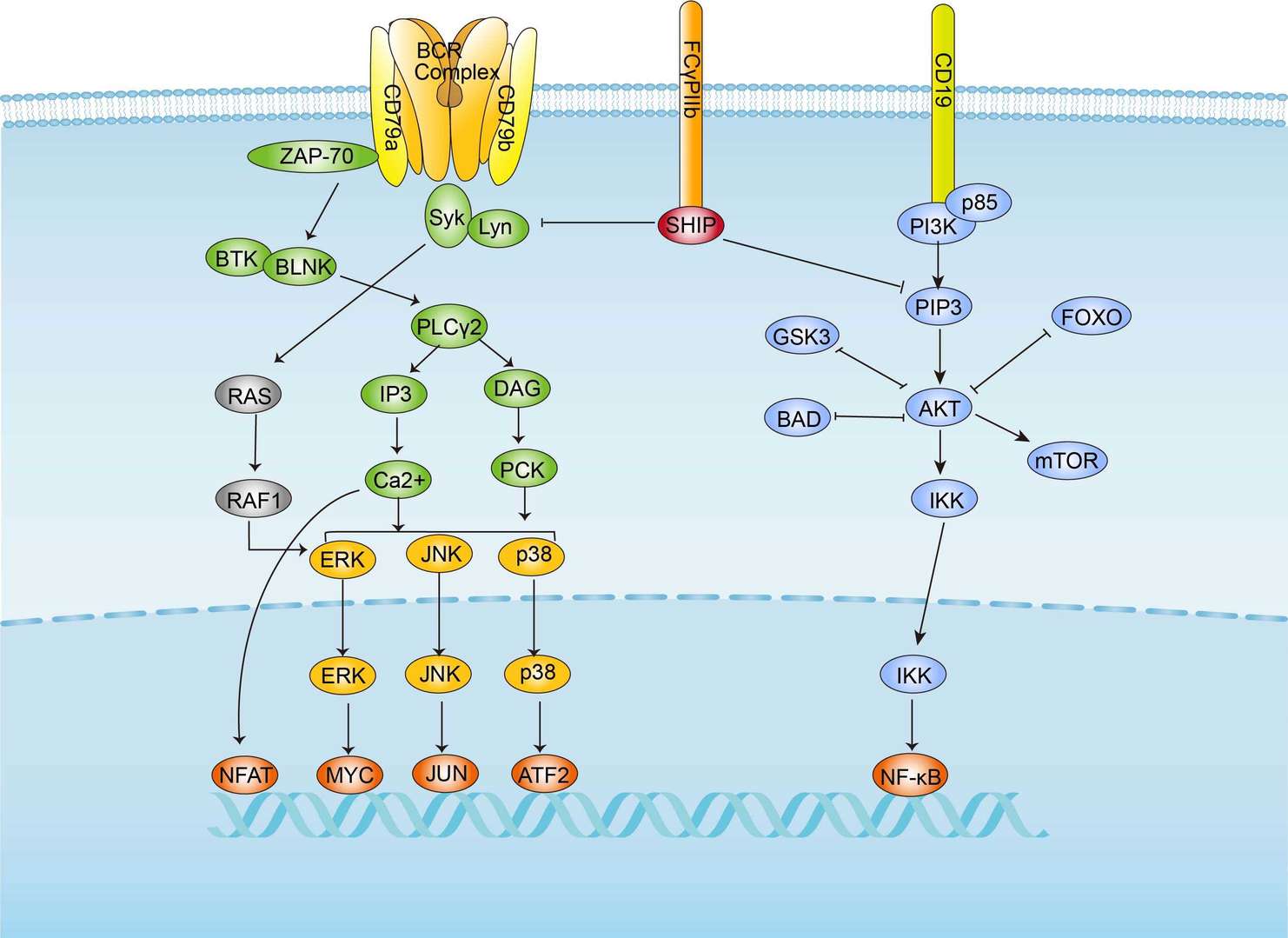 BCR Signaling Pathway