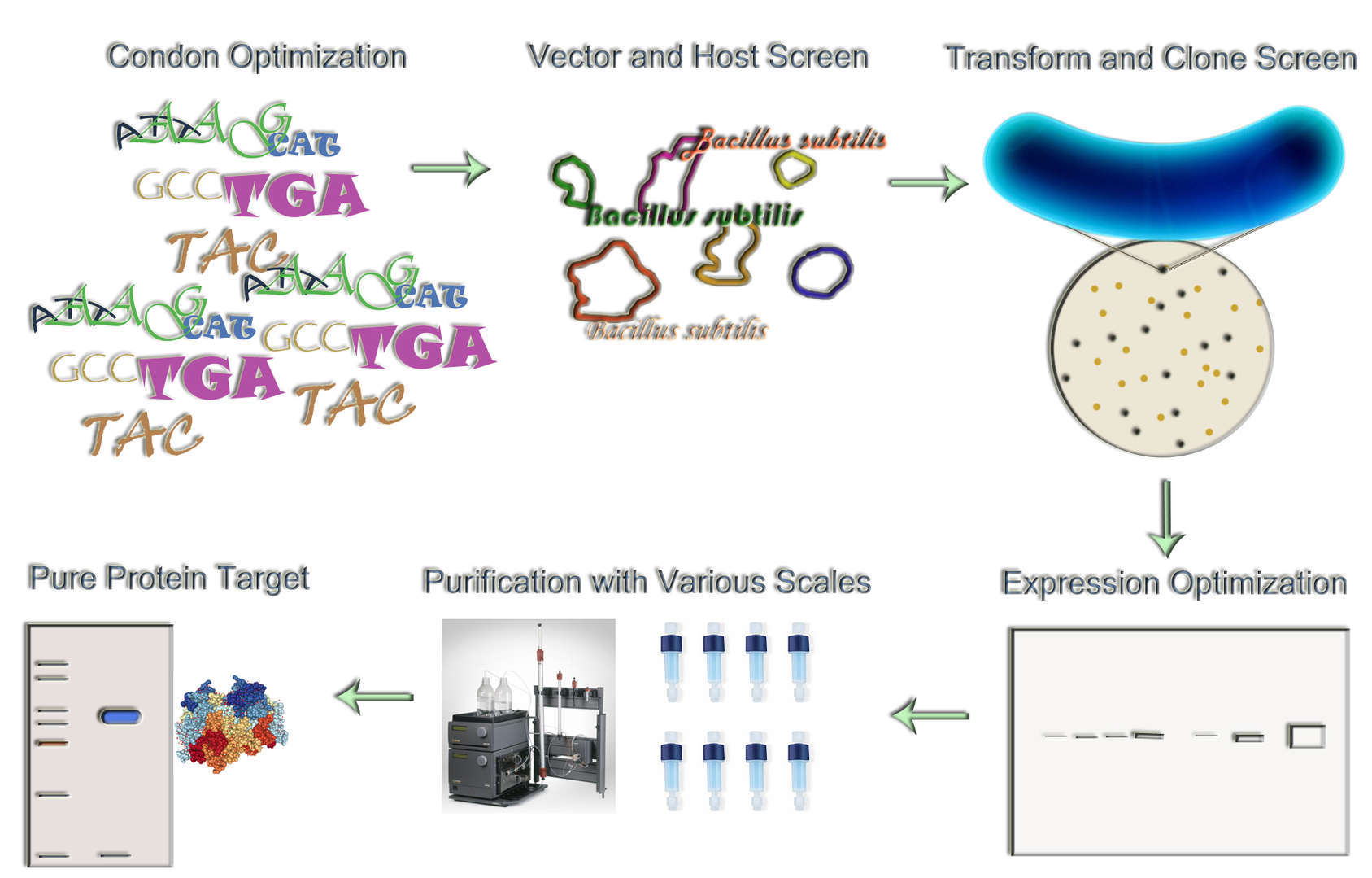 OmicsAb™ Bacillus subtilis Expression Service