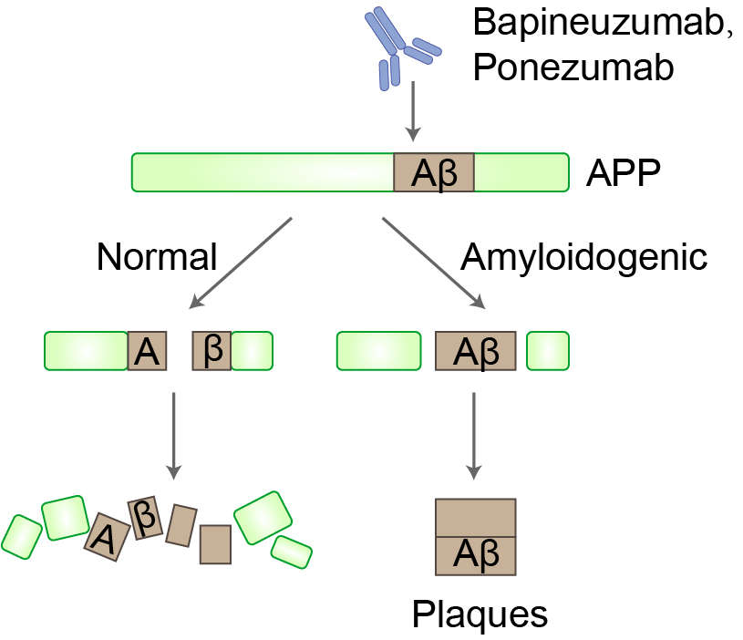 Mechanism of Action of Edobacomab