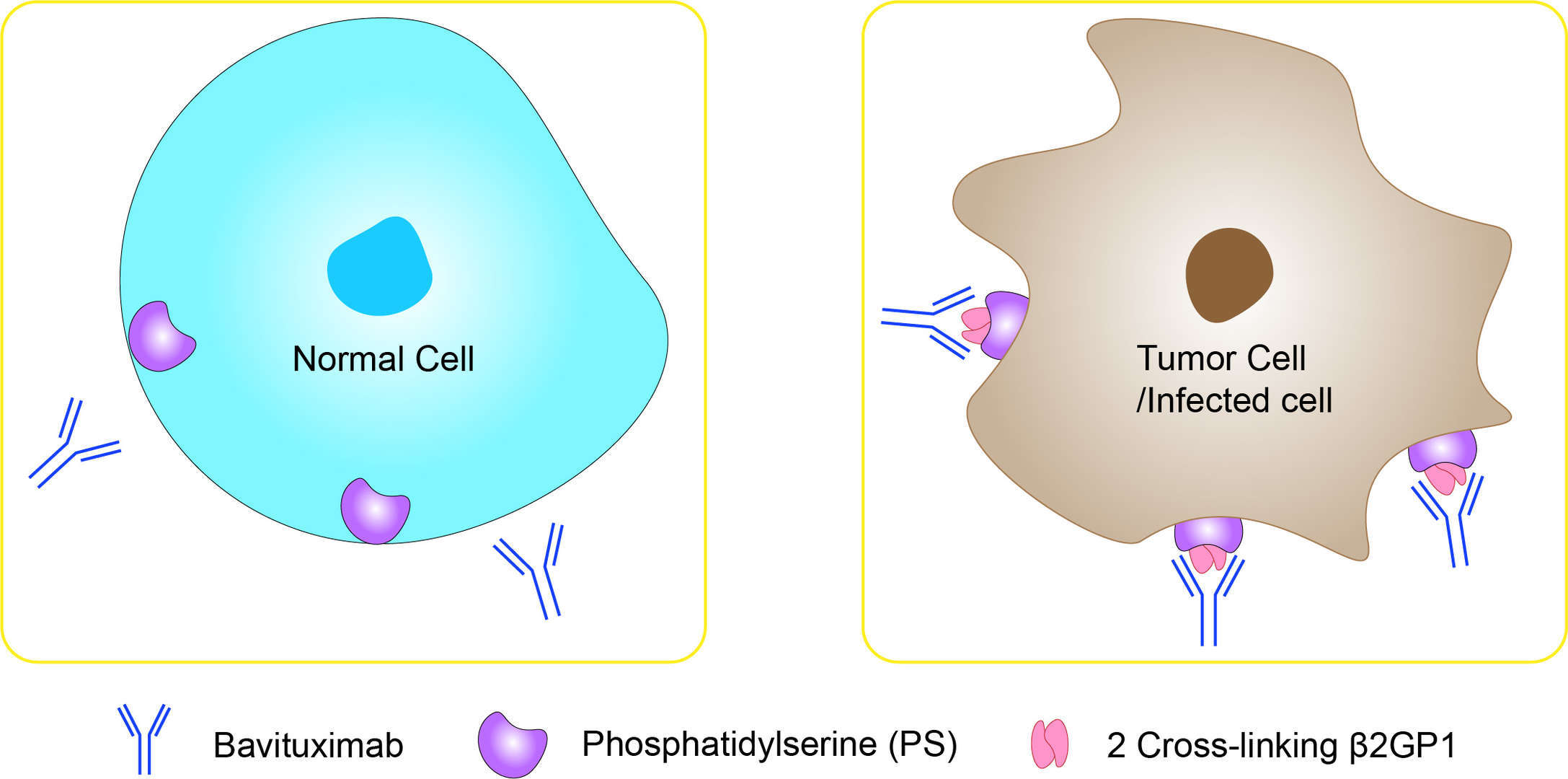 Mechanism of Action of Bavituximab