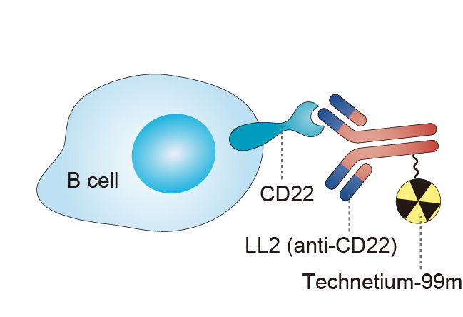 Mechanism of action of bectumomab