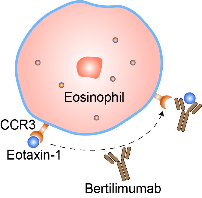 Mechanism of Action of Bertilimumab