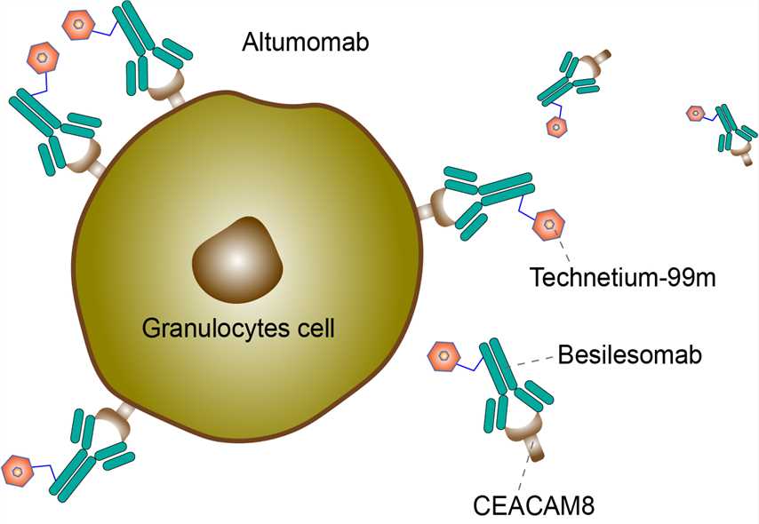 Besilesomab Overview