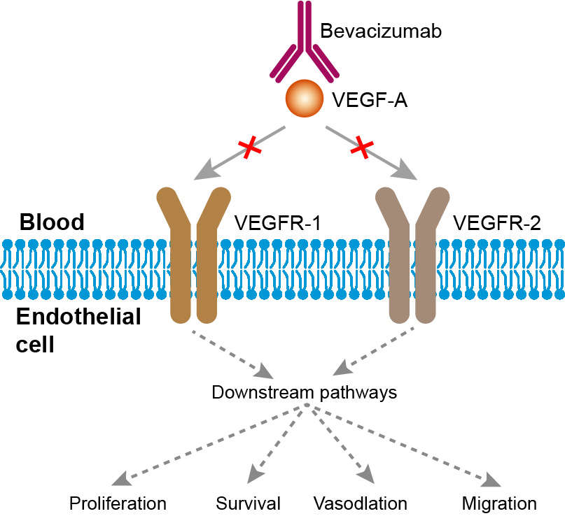 Mechanism of action of Bevacizumab