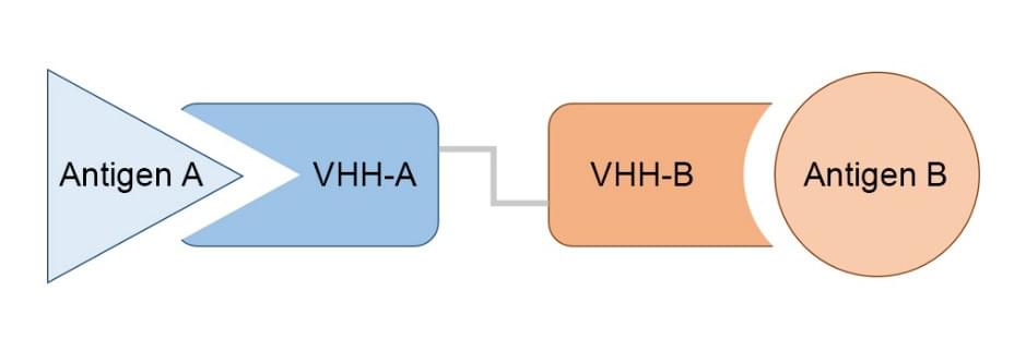 Diagram of a bi-single domain antibody structure