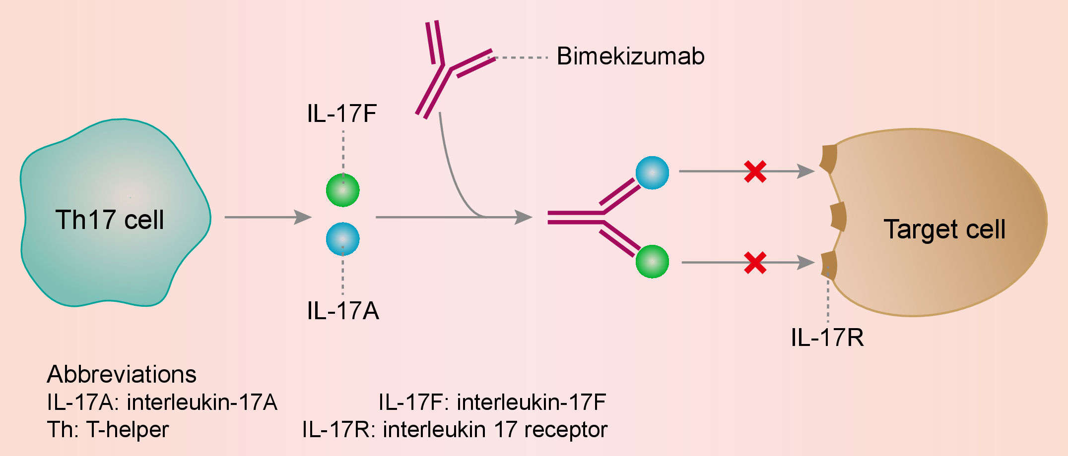 Mechanism of action of bimekizumab