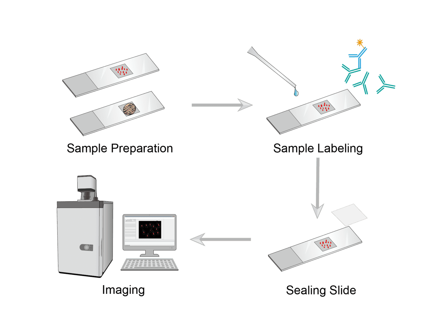 Bioimaging