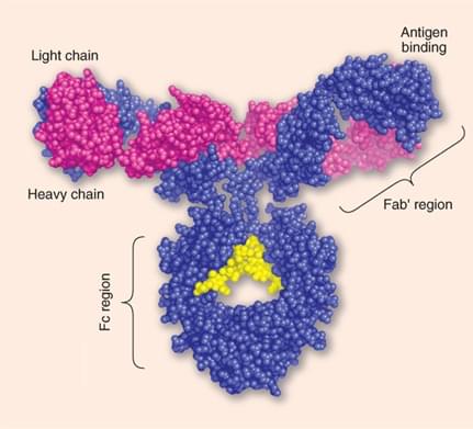 Bispecific IgGs