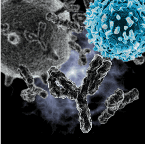 Bispecific Antibodies