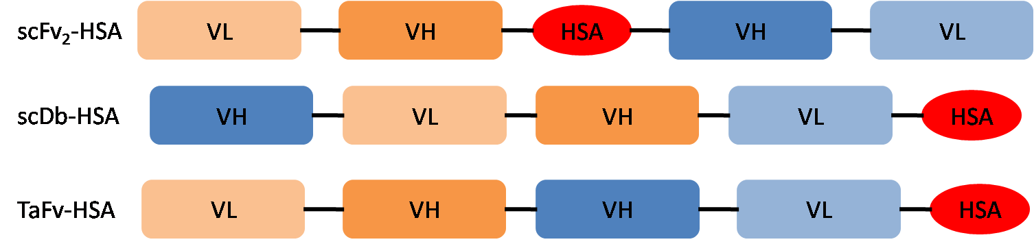 Bispecific antibody HAS fusion proteins