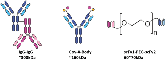 Bispecific Antibody Conjugates (BsAb Conjugates)