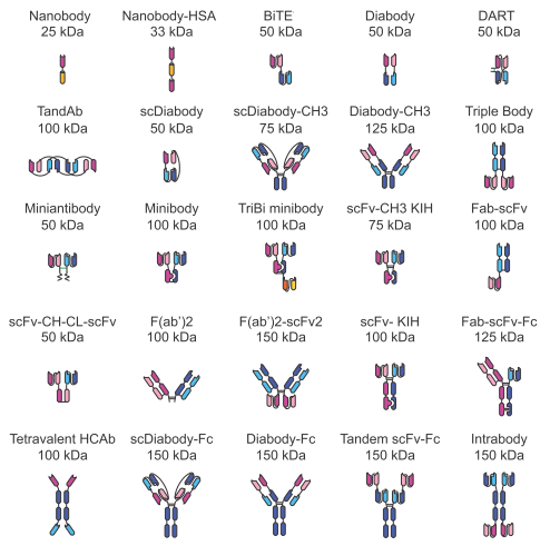 Bispecific Antibody Fagments (BsAb Fragments)