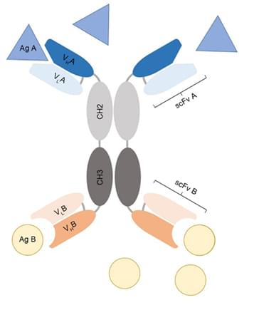 Diagram of Bispecific intrabody structure