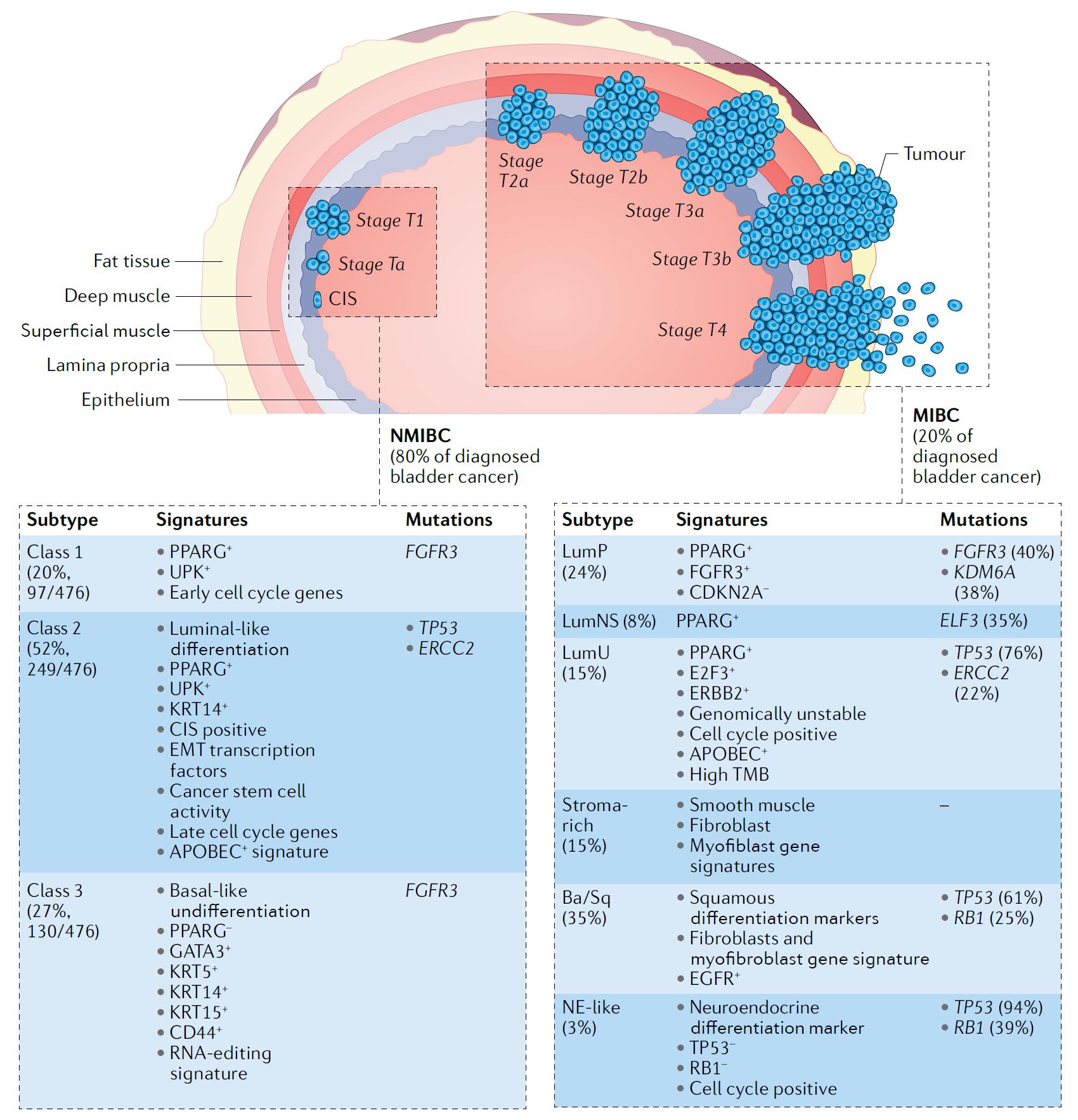 Pathological and molecular features of human bladder cancer.