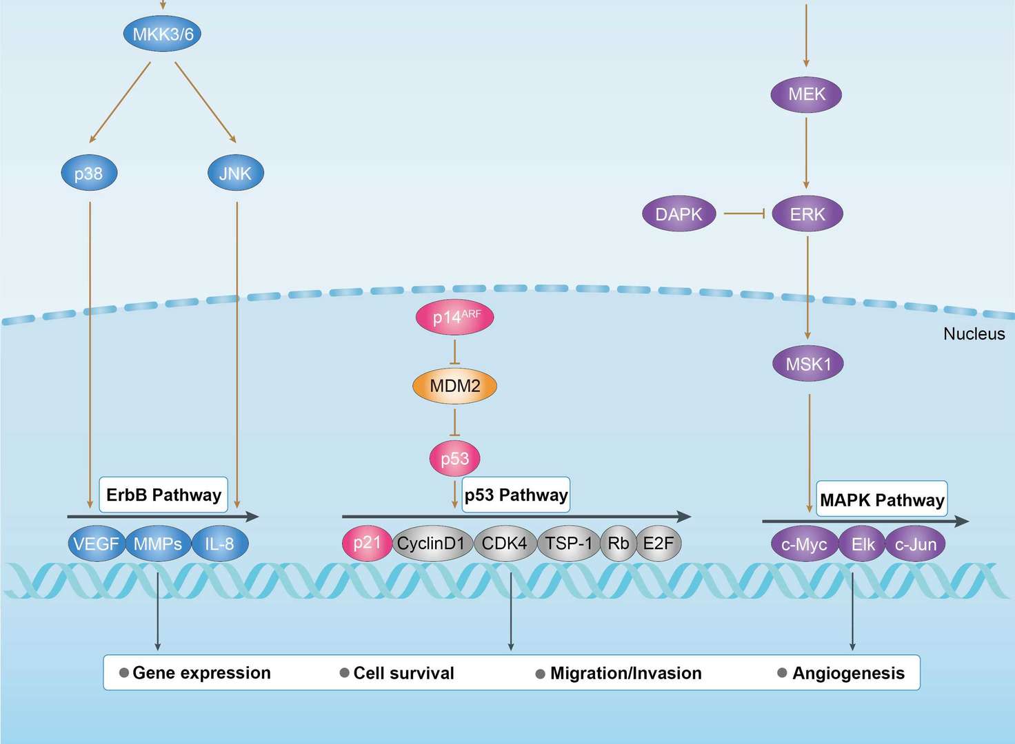 Bladder Cancer Overview - Pathways, Diagnosis, Targeted Therapies