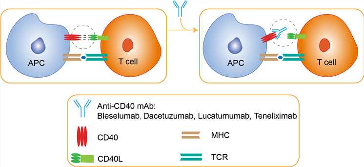 Mechanism of Action of Bleselumab