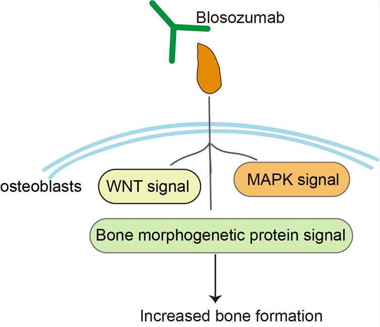 Mechanism of action of Blosozumab