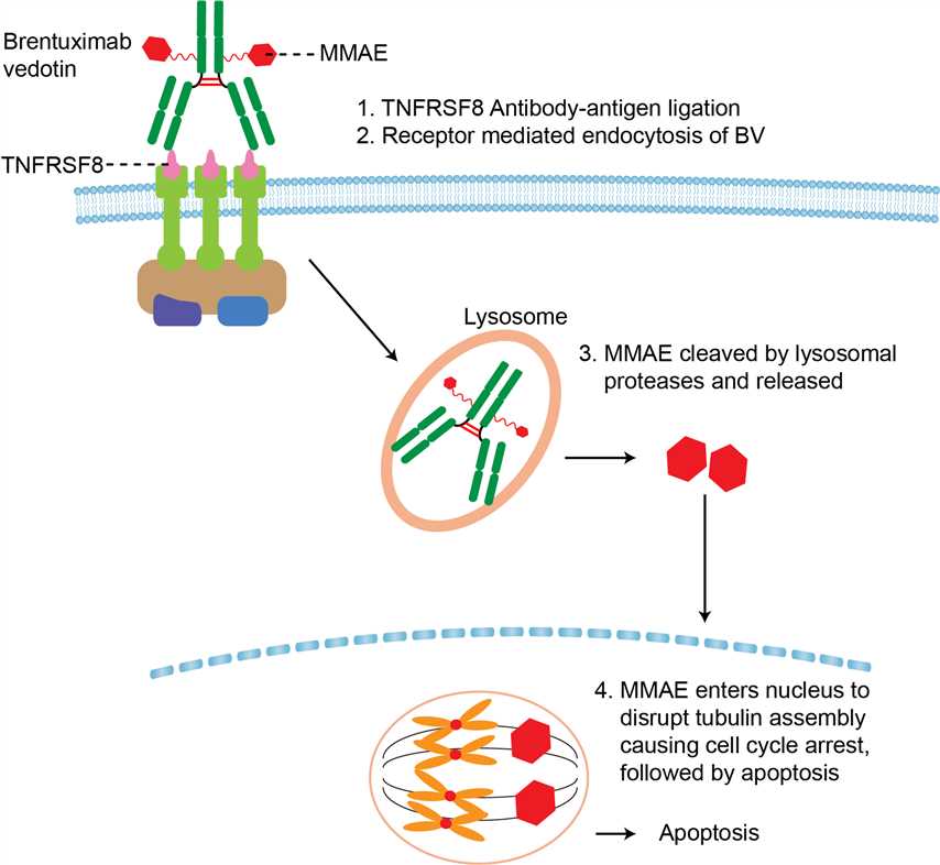 Mechanism of Action of Brentuximab vedotin