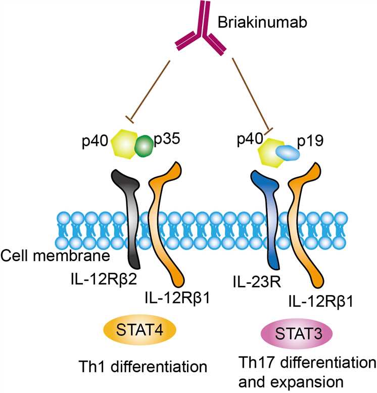 Mechanism of Action of Briakinumab