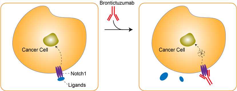 Mechanism of Action of Brontictuzumab
