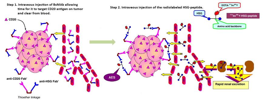 BsAb-based Pretargeting System