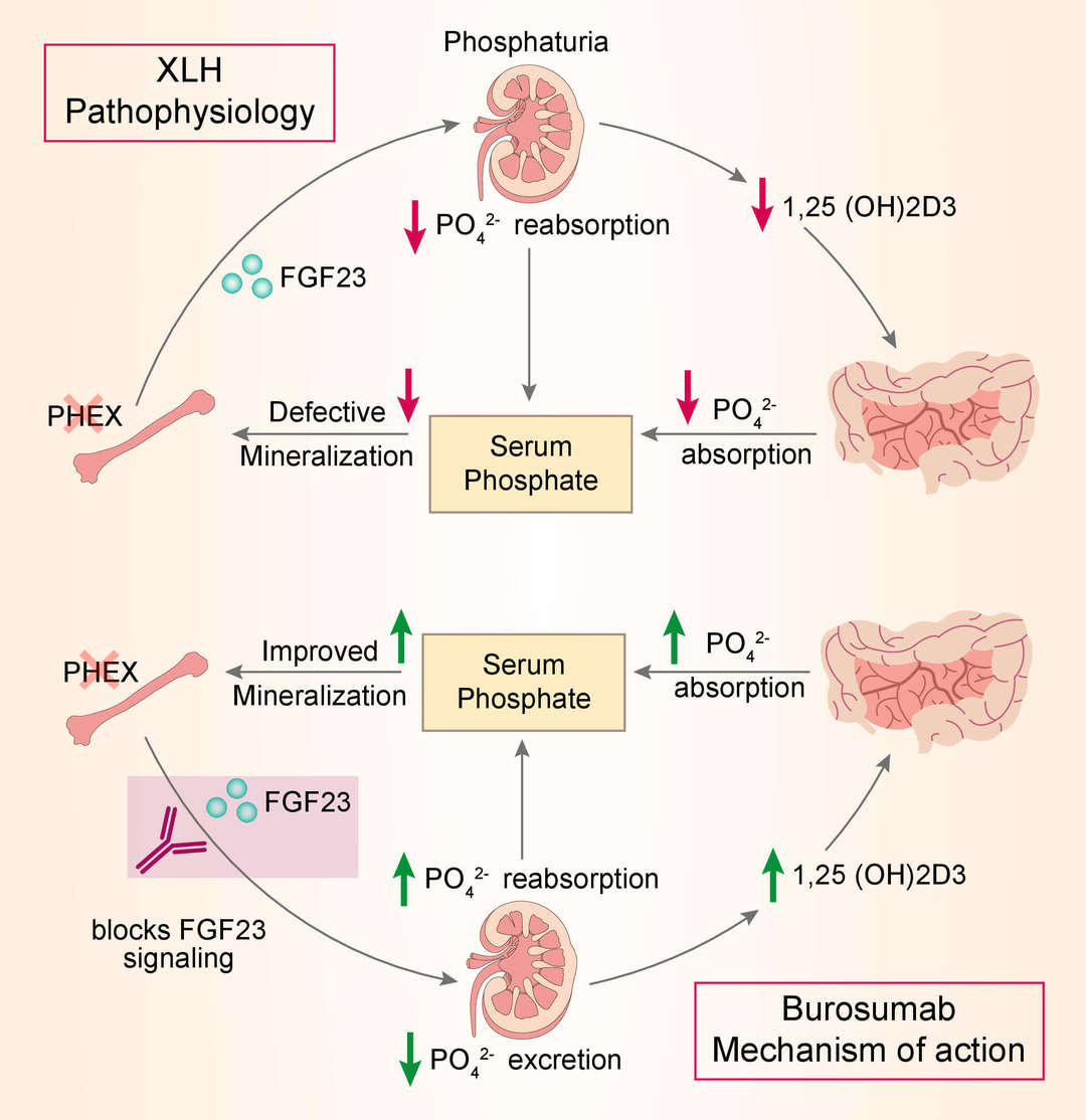 Mechanism of action of burosumab