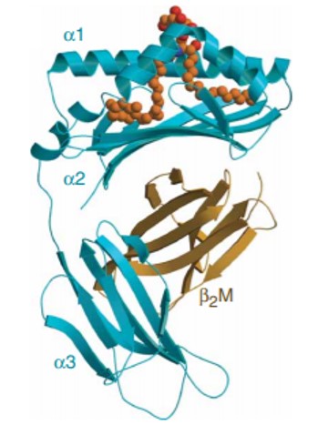 Fig.1 Structure of human CD1d with a-GalCer. (Koch M, 2005)