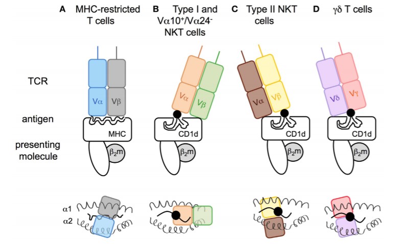 Modes of antigen recognition for CD1d-restricted T cell receptors. (Fernandez E M, 2015)