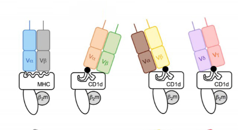 CD1d Tetramer