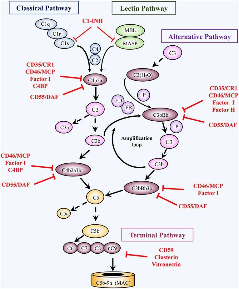 CDC Enhanced Antibody Production