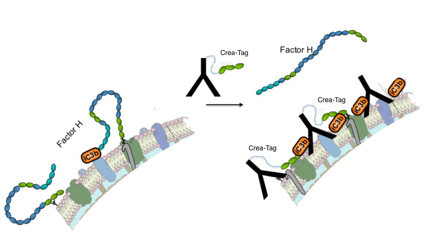 Mode-of-action: Crea-Tag displaces the CFH on tumor cells.