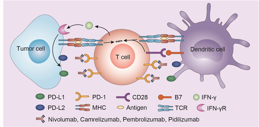 Mechanism of action of camrelizumab