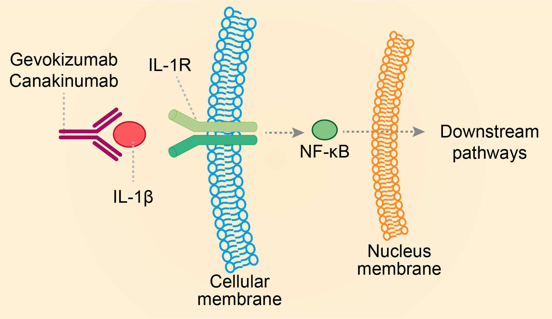 Mechanism of action of Canakinumab