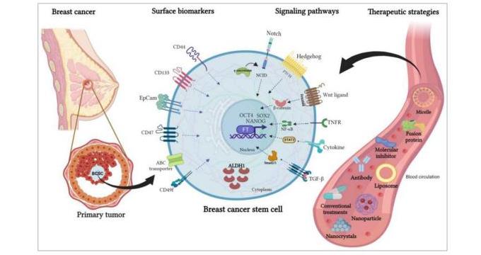 Cancer Stem Cell Biomarker Specific Antibody Products