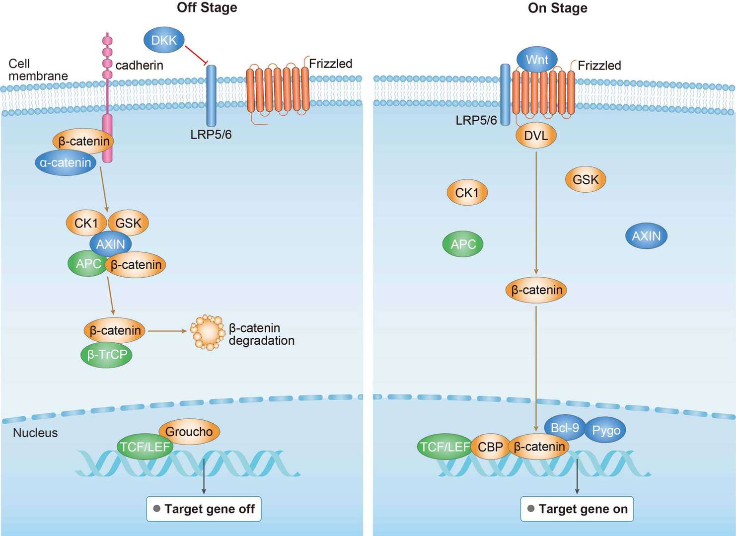 Canonical Wnt Signaling Pathway